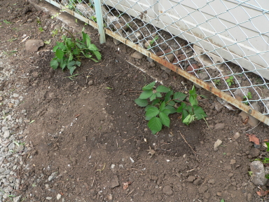 P1040051.jpg