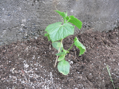 P1040067.jpg