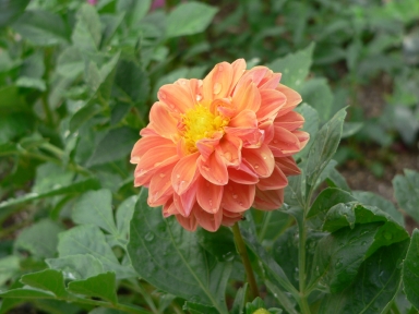 P1050017.jpg