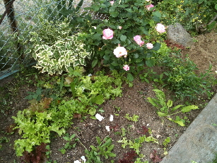 IMG_0566-2011-05-17-10-00.jpg