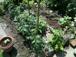 IMG_0646-2011-06-6-22-07.jpg