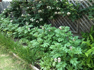 IMG_0649-2011-06-6-22-07.jpg