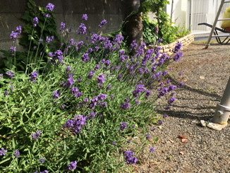 IMG_1127-2017-06-9-13-25.jpg