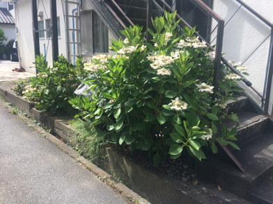 IMG_4183-2018-06-29-10-22.jpg
