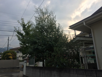 IMG_4491-2018-07-25-08-26.jpg