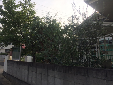 IMG_4493-2018-07-25-08-26.jpg